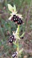 Image of Ophrys cretica subsp. ariadnae (Paulus) H. Kretzschmar