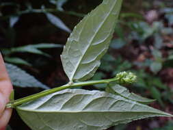 Image de Veronicastrum formosanum (Masam.) Yamazaki