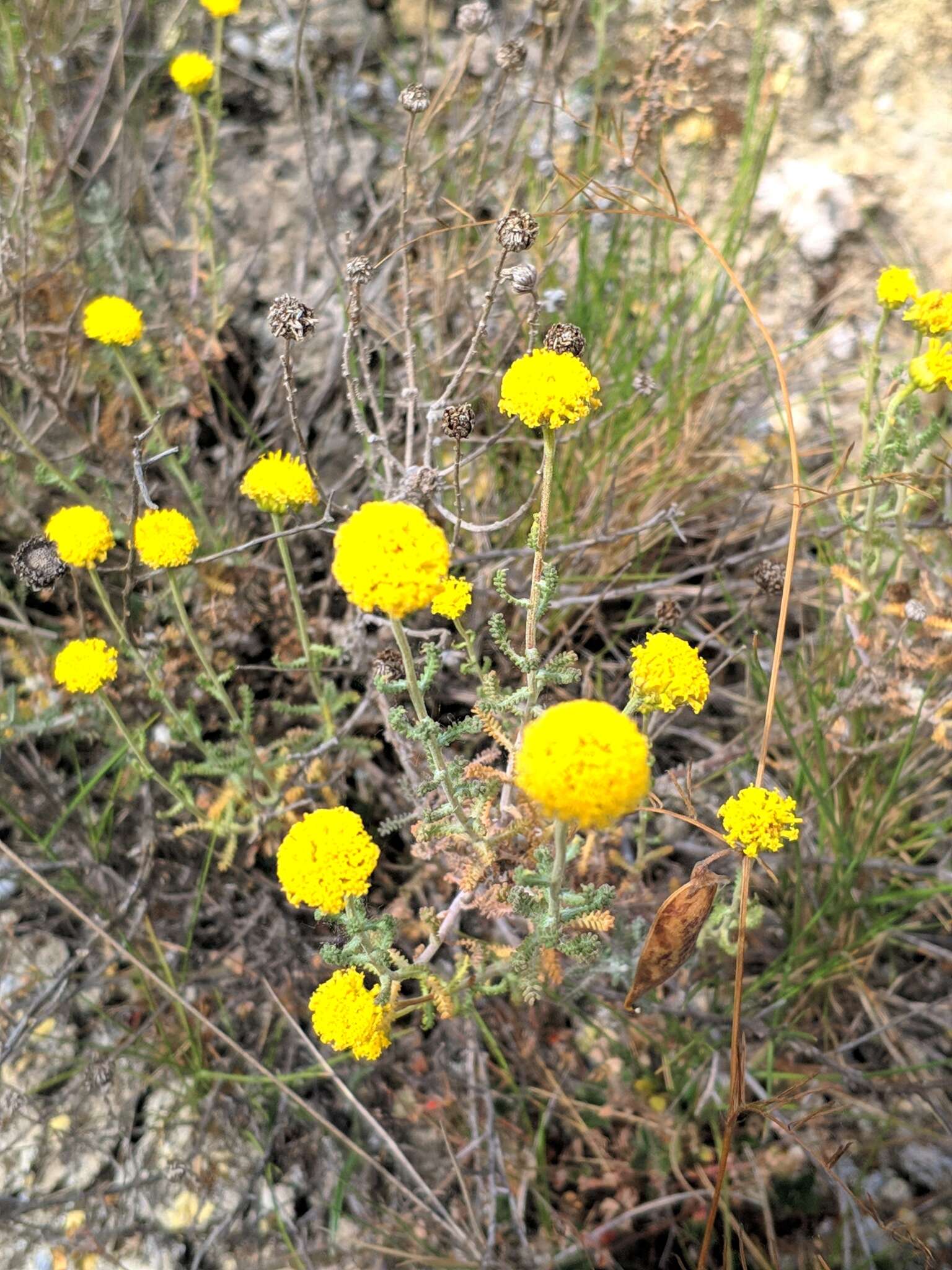 Image of lavender cotton