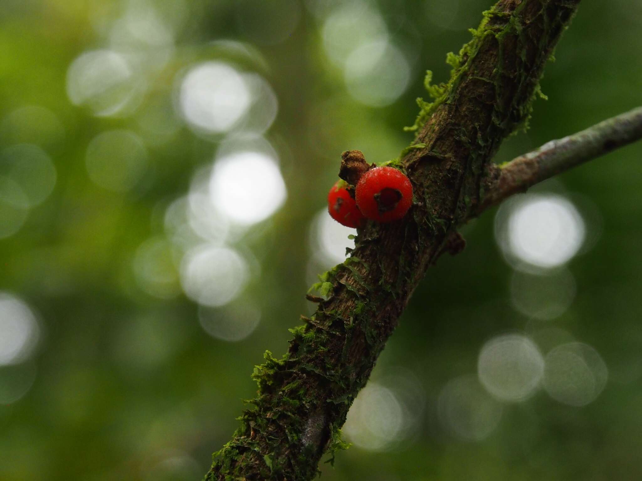 Image of Miconia aurantiaca (Almeda & Kriebel) Gamba & Almeda