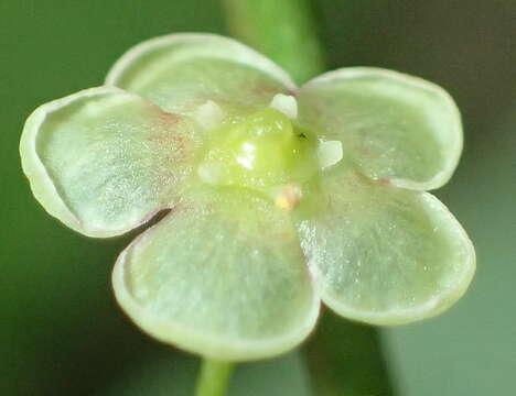 Image of Gymnosporia acuminata (L. fil.) Szyszyl.