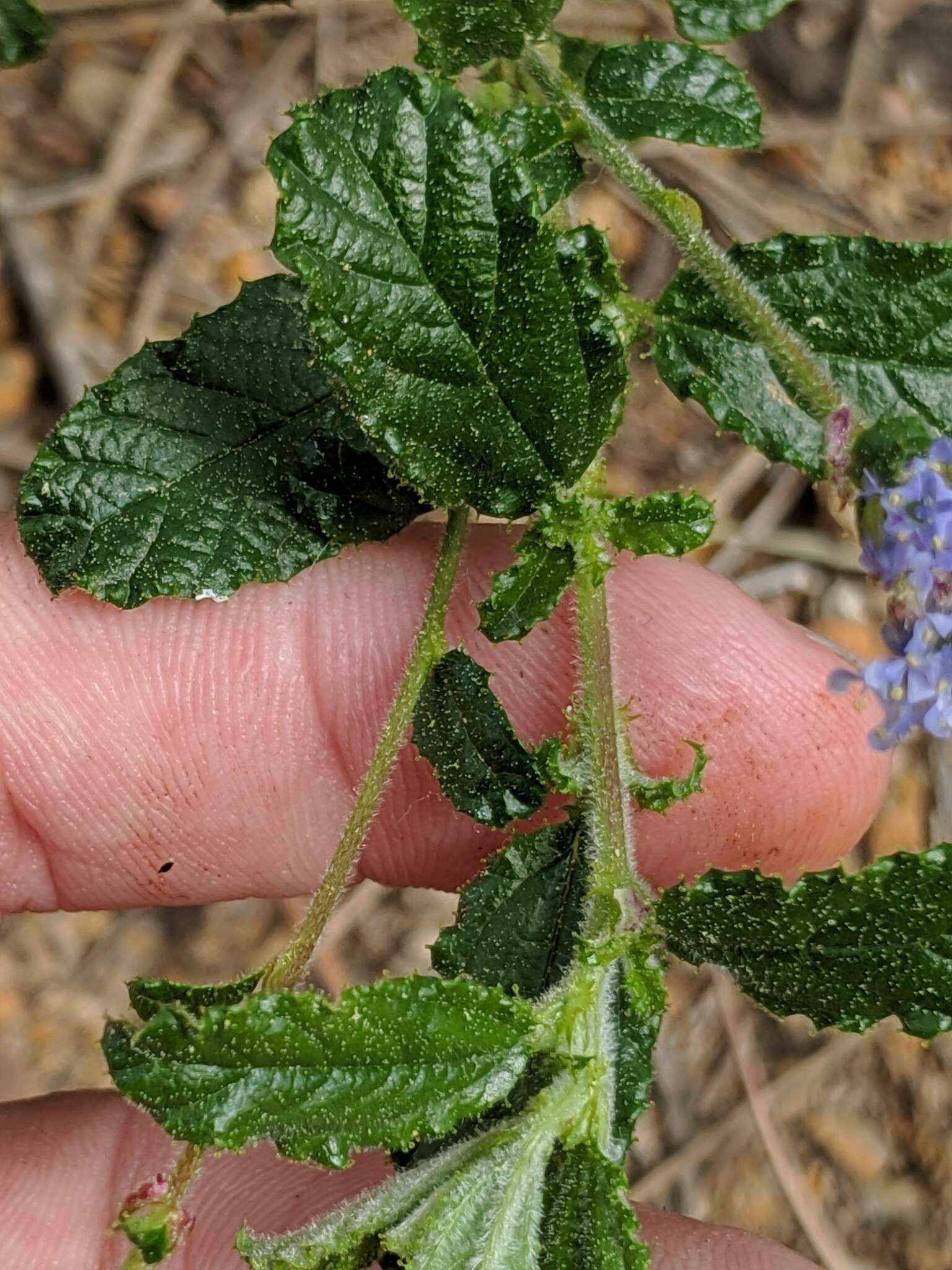 Image of wavyleaf ceanothus