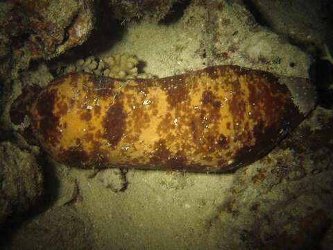 Image of Stonefish