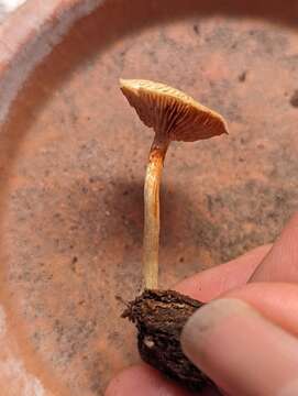 Image of Gymnopilus cyanopalmicola Guzm.-Dáv. 2006