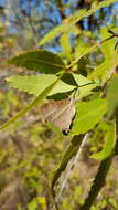 Image of Hemiolaus caeculus (Hopffer 1855)