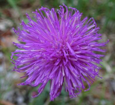 Image of alpine thistle