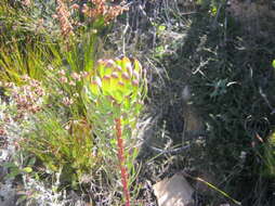 Plancia ëd Leucadendron comosum subsp. comosum