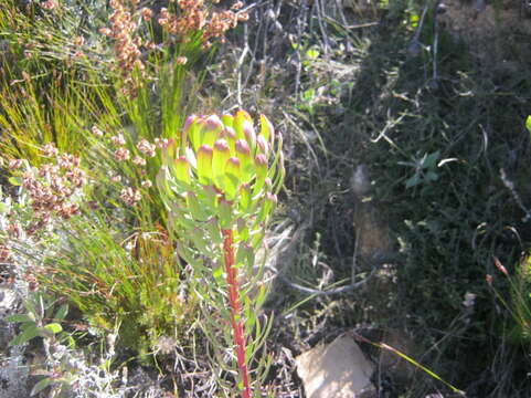 Plancia ëd Leucadendron comosum subsp. comosum