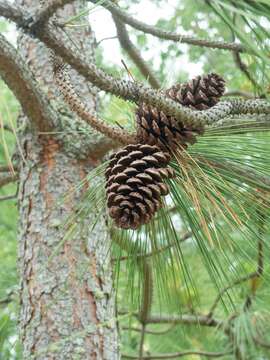 Image de Pinus ponderosa var. ponderosa