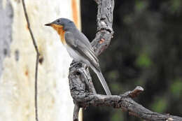 Image of Myiagra rubecula rubecula (Latham 1801)