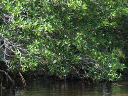 Image of red mangrove