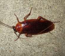 Image of Large Brown Cockroach