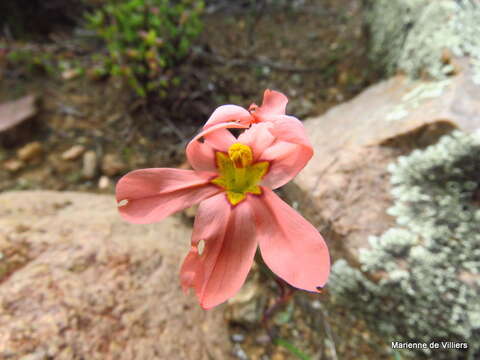 Image of Moraea karroica Goldblatt