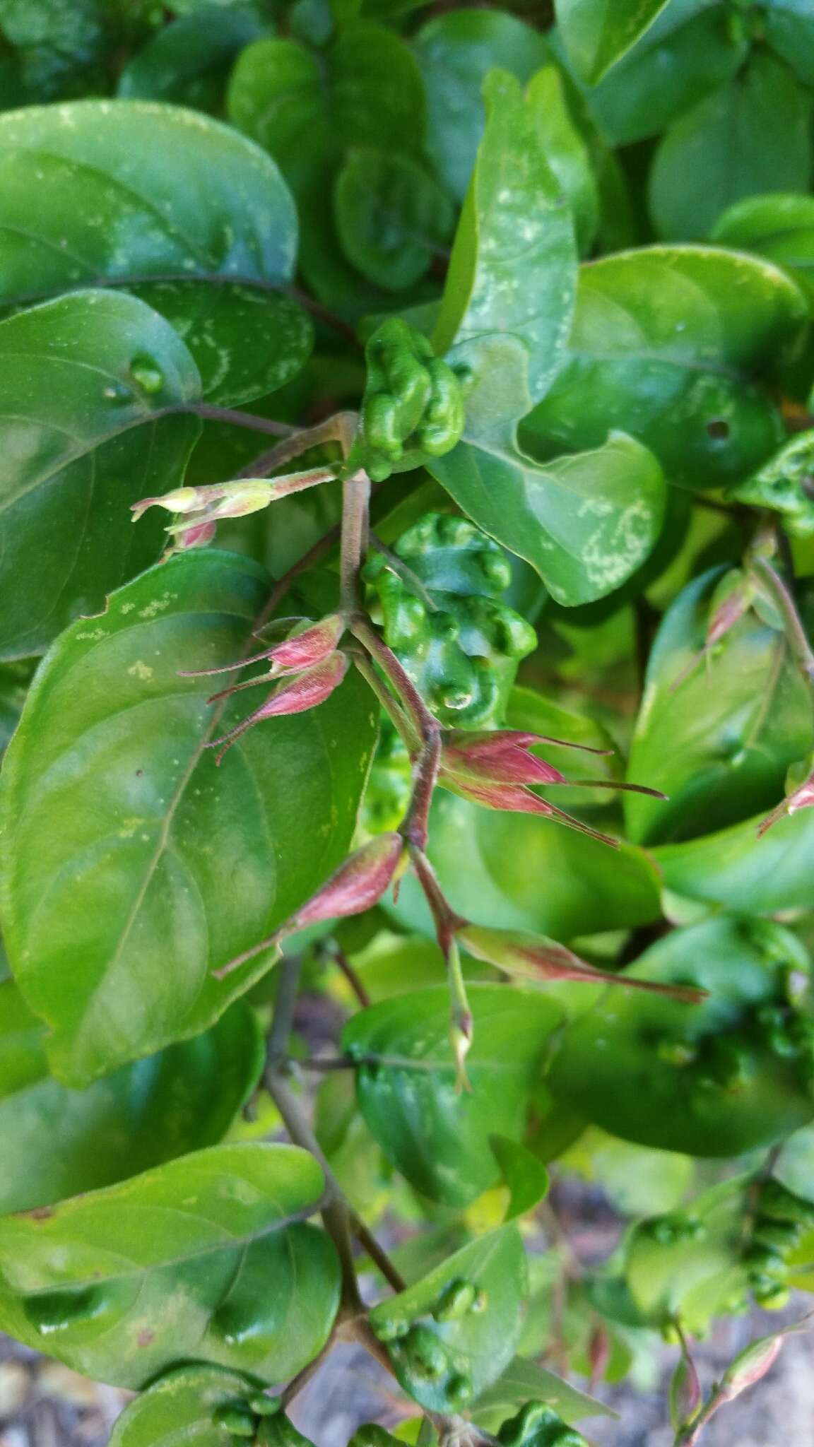 Hypoestes caudata Benoist resmi