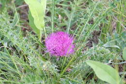 Plancia ëd Cirsium drummondii Torr. & A. Gray