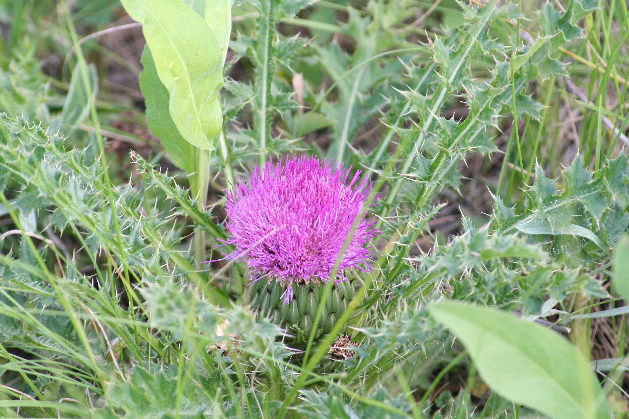 Plancia ëd Cirsium drummondii Torr. & A. Gray