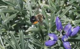 Image of Eucera frater albopilosa (Fowler 1899)