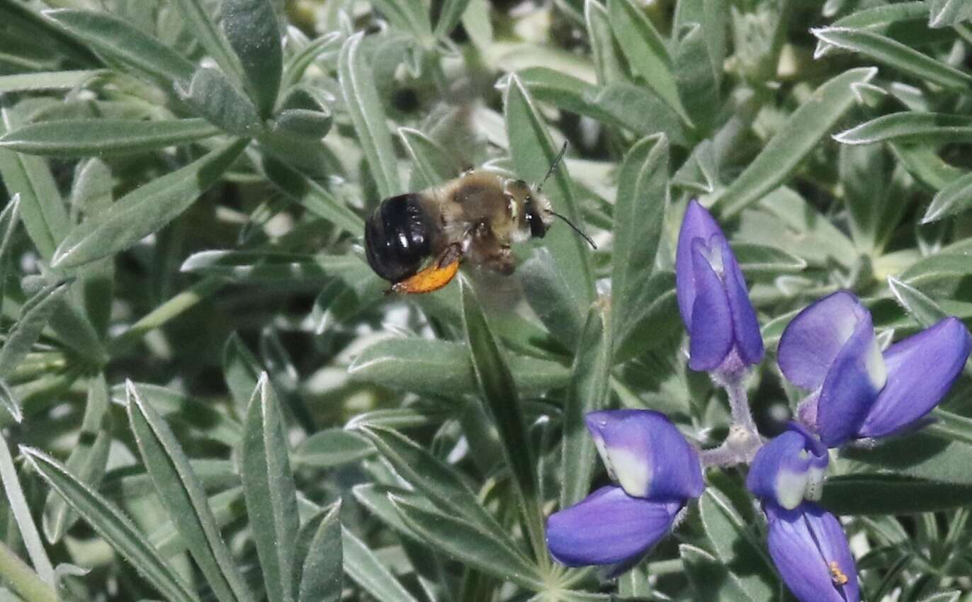 Image of Eucera frater albopilosa (Fowler 1899)