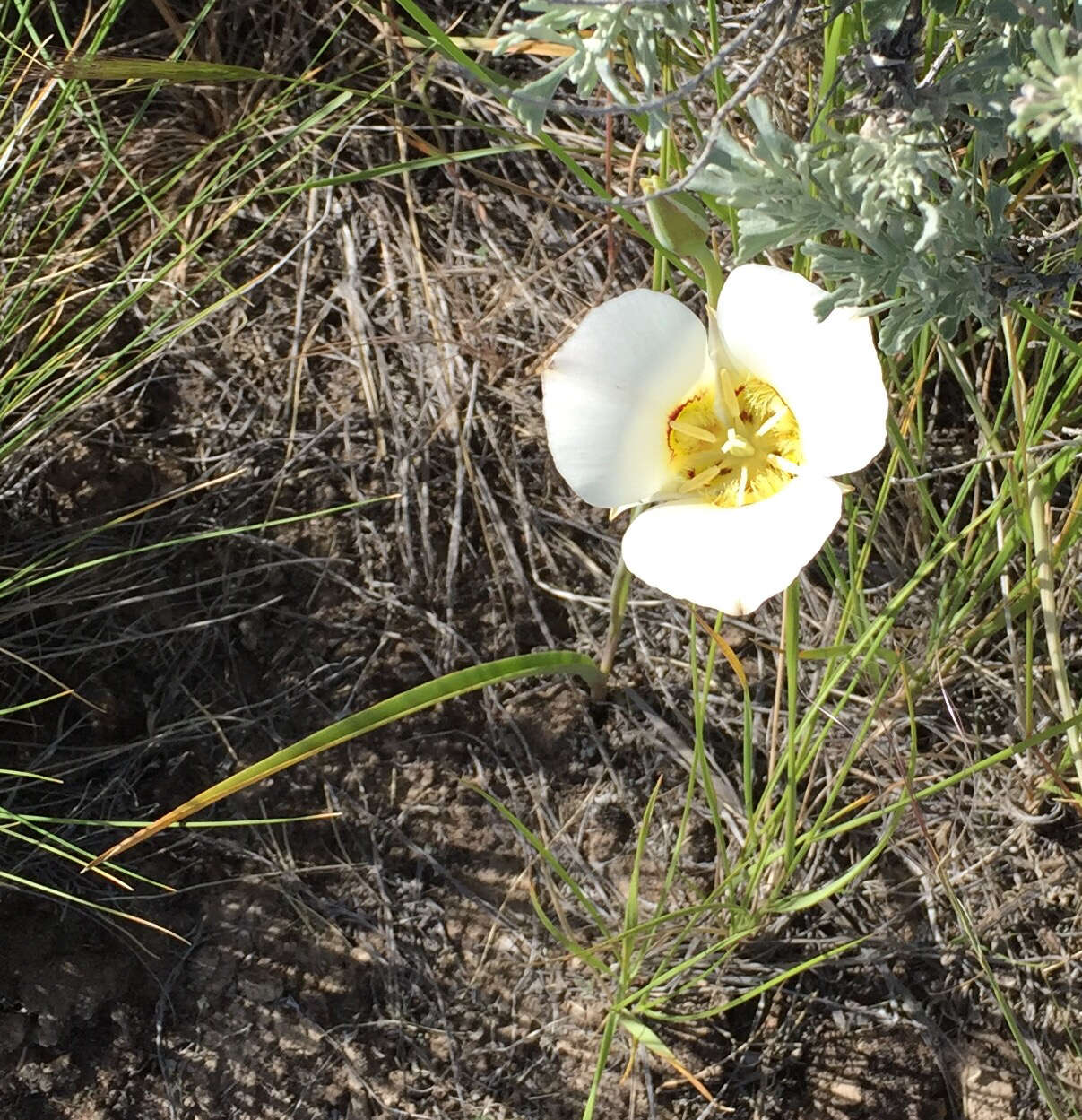 Image of sego lily