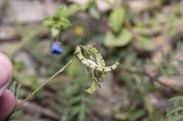 Image de Hippocrepis multisiliquosa L.