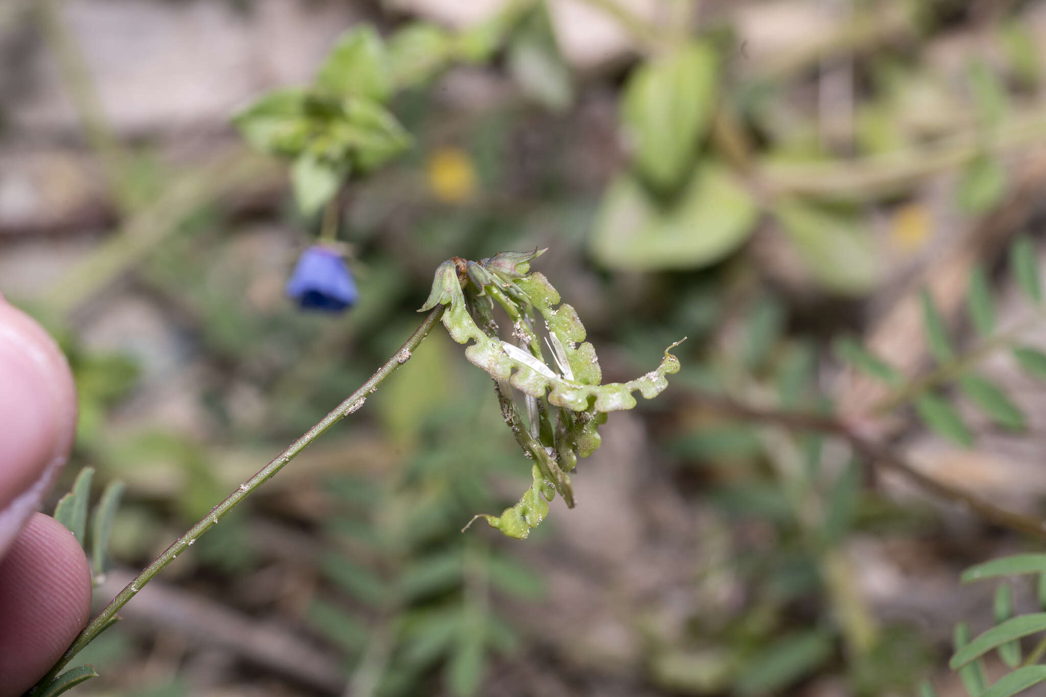 Image de Hippocrepis multisiliquosa L.