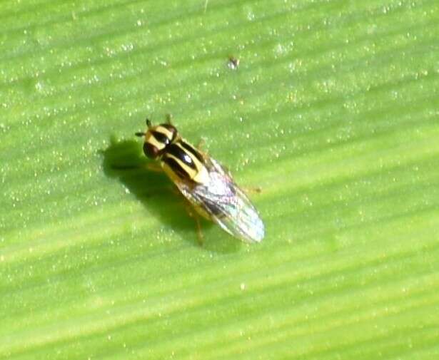 Image of Chloropid fly