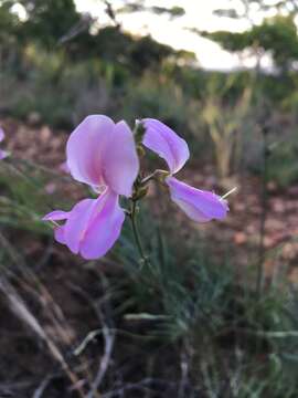 Image of Tephrosia longipes subsp. longipes