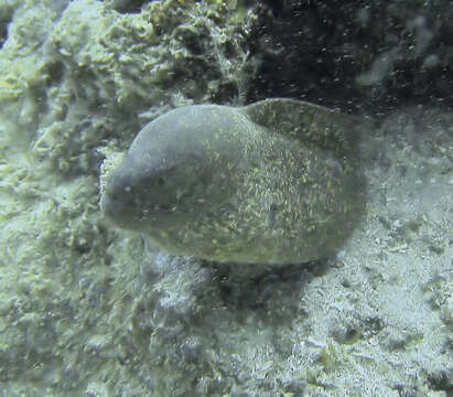 Image of Yellow edged moray