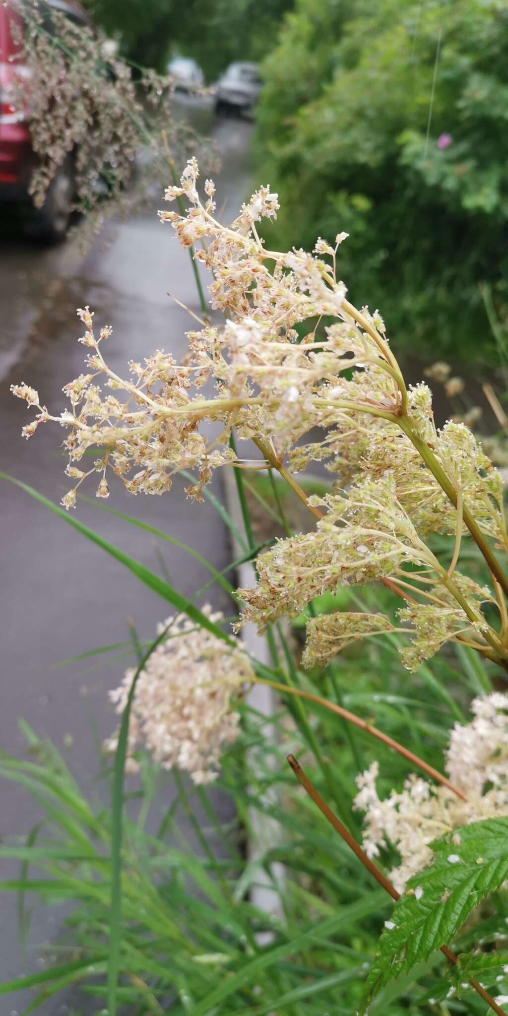 Plancia ëd Filipendula palmata (Pall.) Maxim.