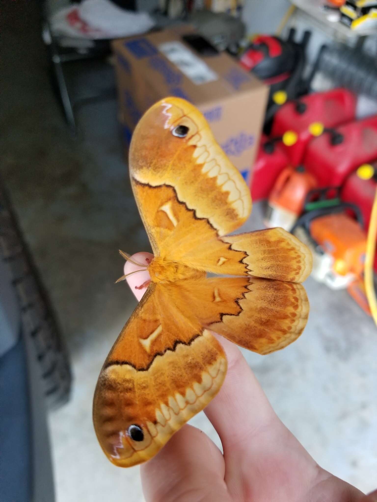 Image of Sweetbay Silk Moth