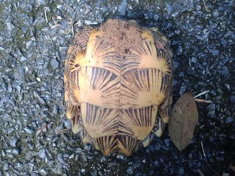 Image of Spiny turtle