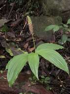 صورة Dienia ophrydis (J. Koenig) Seidenf.