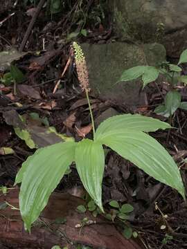Image of Common snout orchid
