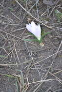 Image of Colchicum bulbocodium subsp. versicolor (Ker Gawl.) K. Perss.