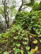 Image of Aristolochia esperanzae Kuntze