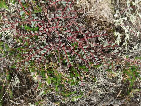 Imagem de Euphorbia jamesonii Boiss.