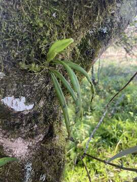 Image of Lepisorus schraderi (Mett.) Ching