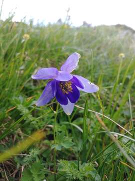 Image of Aquilegia transsilvanica Schur