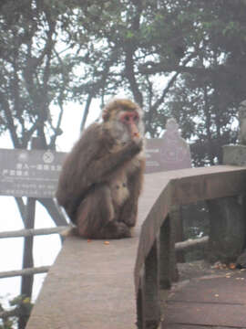 Image of Milne-Edwards’s Macaque