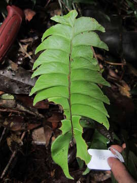 Image de Lindsaea falcata Dryand.