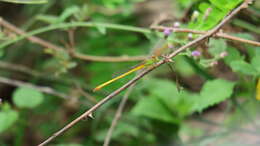 Image of coromandel marsh dart