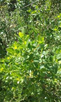 Image of Baccharis pilularis subsp. consanguinea (DC.) C. B. Wolf