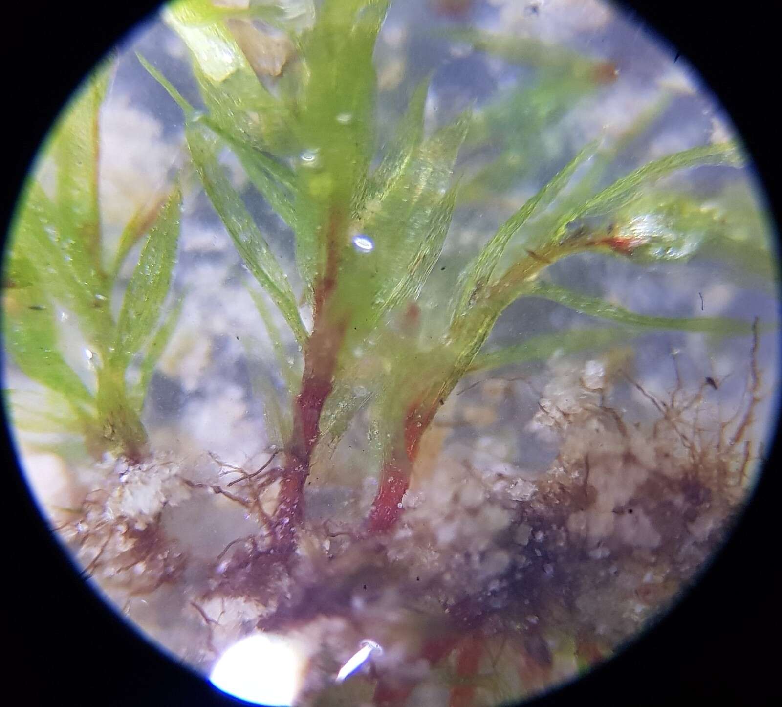 Image of pohlia moss