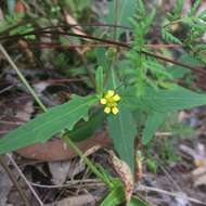 Image of Sigesbeckia australiensis D. L. Schulz