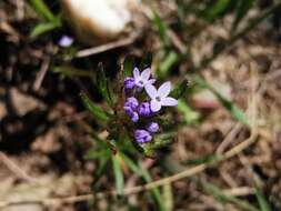 Image de Asperula arvensis L.