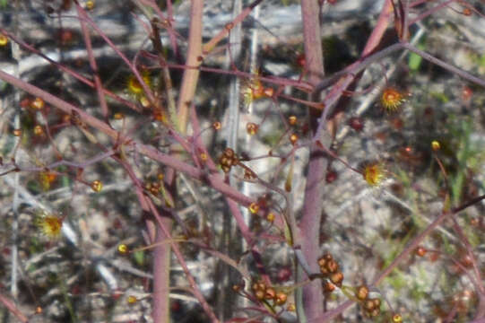 Image of Drosera gigantea Lindl.