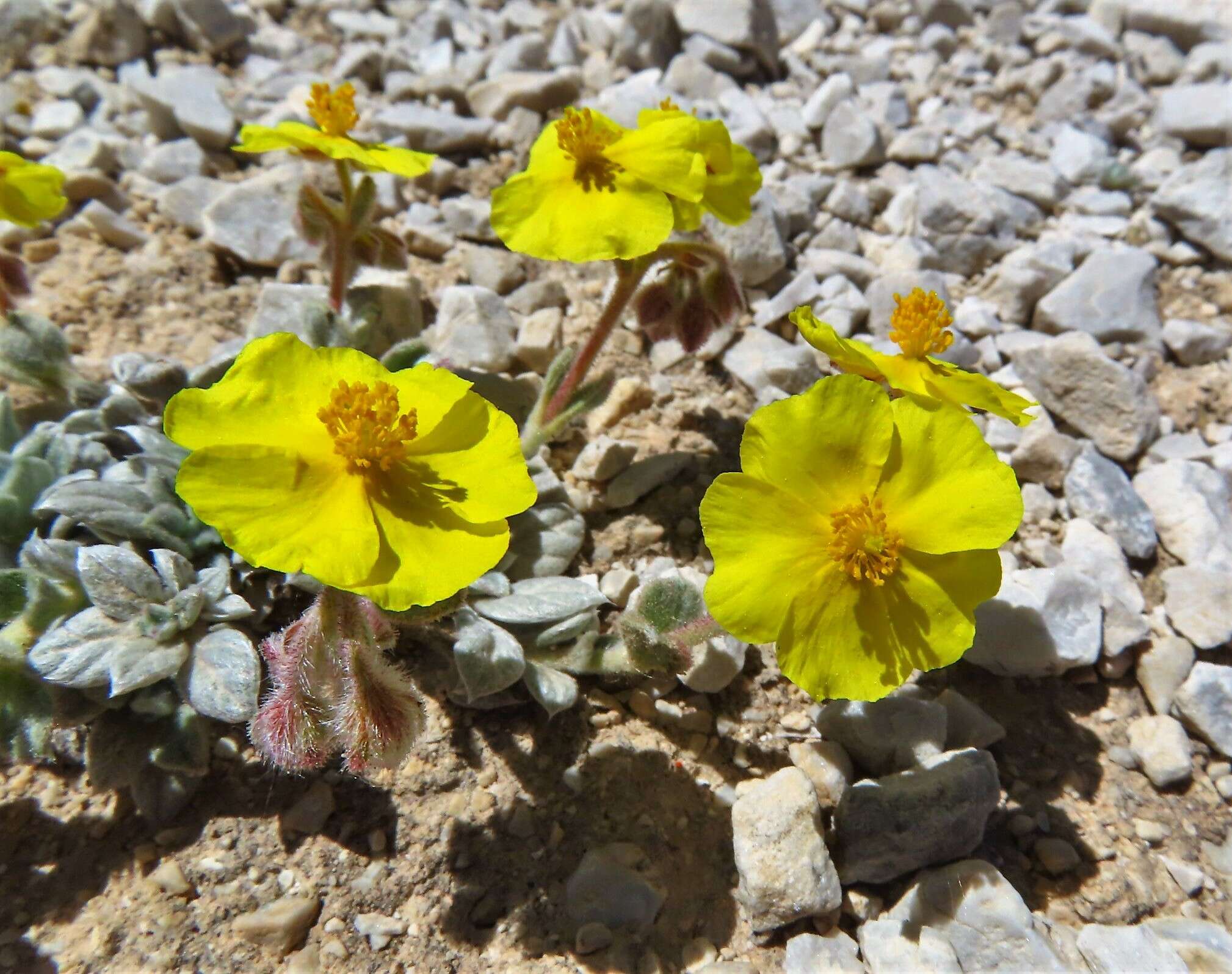 Helianthemum pannosum Boiss.的圖片