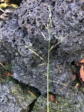 Imagem de Torreyochloa pallida var. pauciflora (J. Presl) J. I. Davis