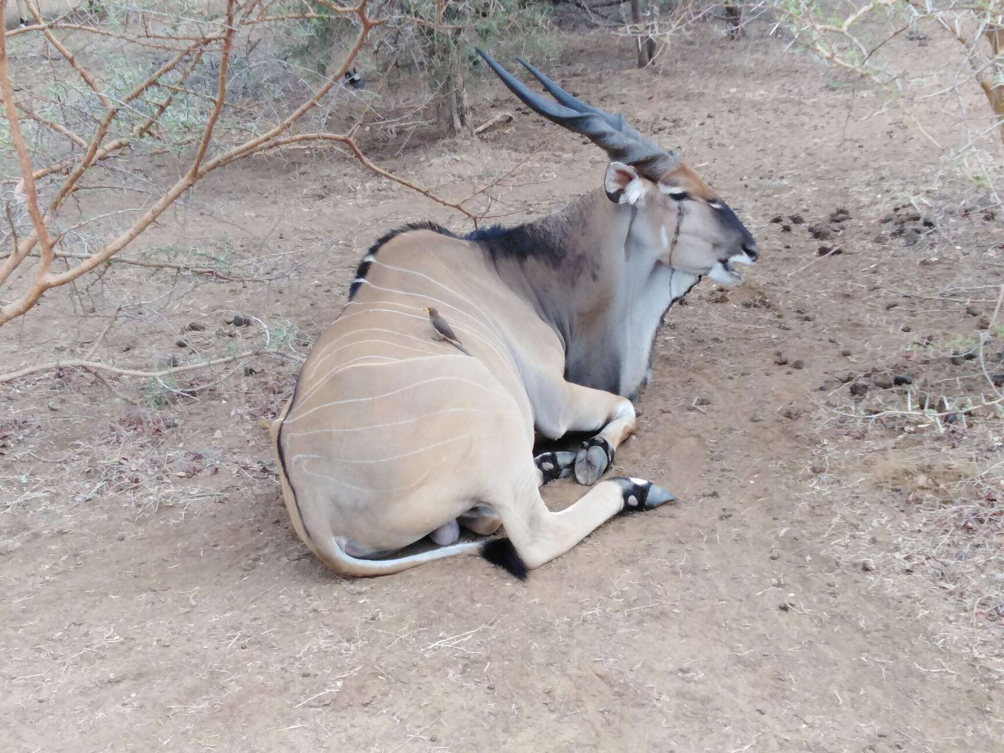 Image of giant eland