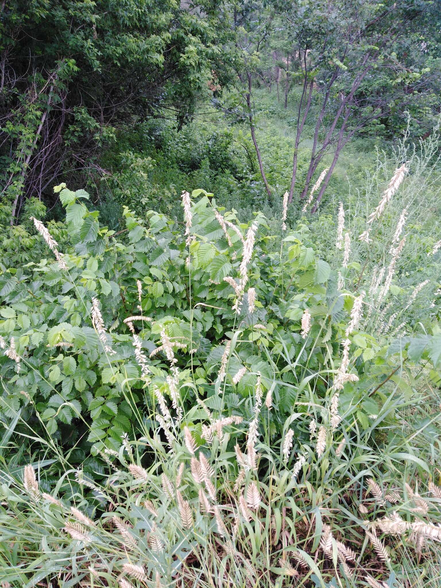 Image of Siberian melicgrass